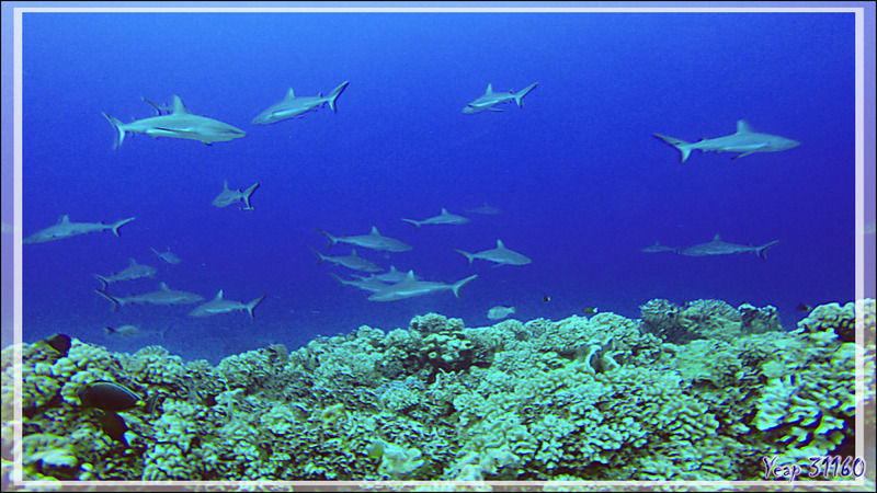 Plongée au milieu des requins gris de la passe Tumakohua (passe sud) - Atoll de Fakarava - Tuamotu - Polynésie française