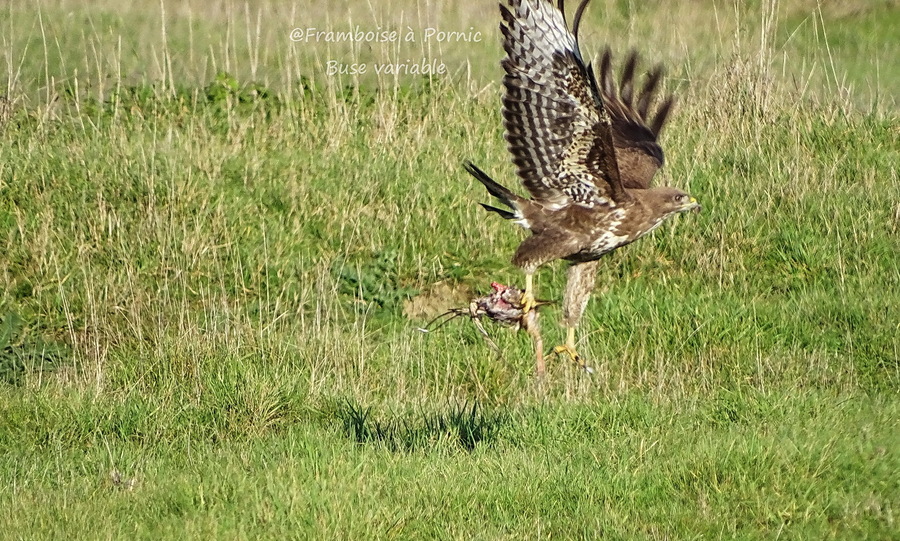 buse variable