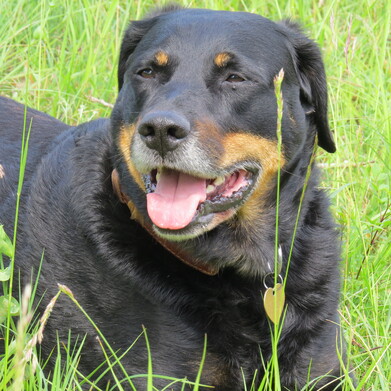 LES FACULTES PARANORMALES DES CHATS ET DES CHIENS