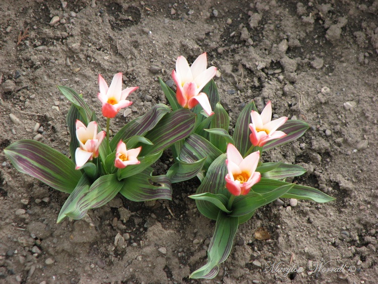 Tulipes naines - Tradition - Voyages - Vie