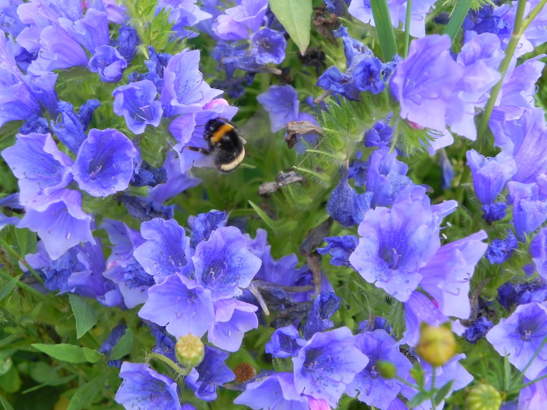 les bébêtes qui aiment les fleurs