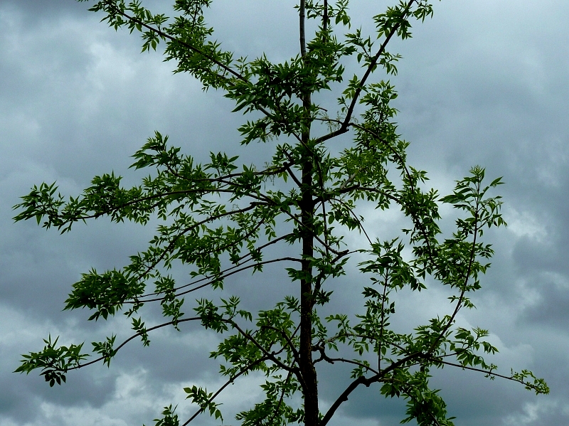 Metz / Un printemps Ying et Yang...