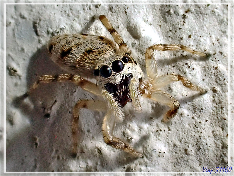 Une Araignée à faire peur si elle n'était aussi petite (disons 5 mm de long !) - Femelle Saltique arlequin ou chevronnée (Salticus scenicus) - La Couarde-sur-Mer - Ile de Ré - 17