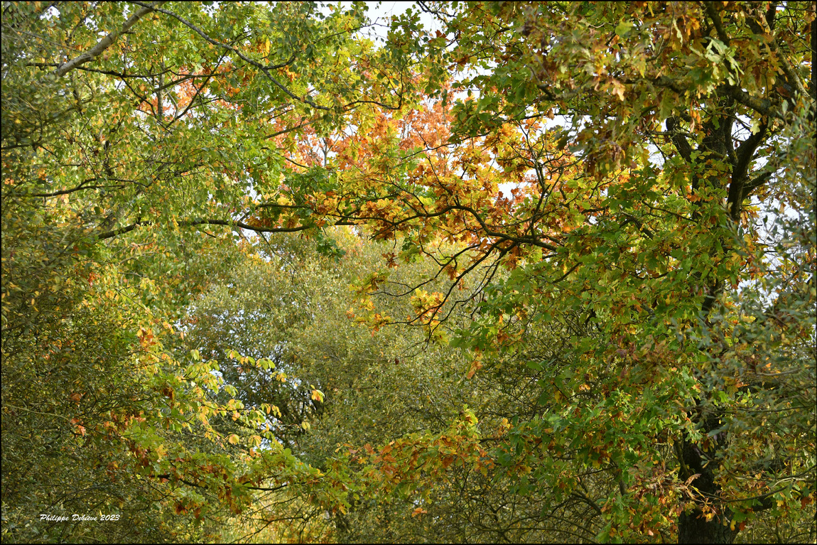 Le marais au fil des saisons (19)