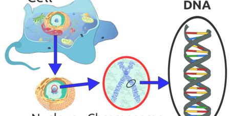 File:Eukaryote DNA-en.svg
