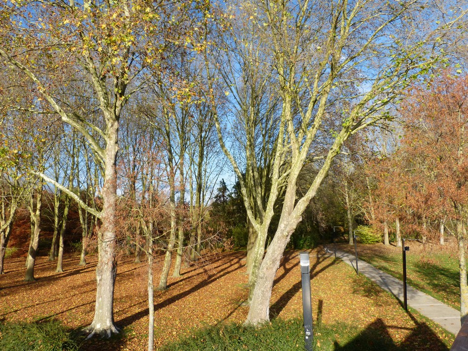 Elles tombent, flottent ou s'envolent