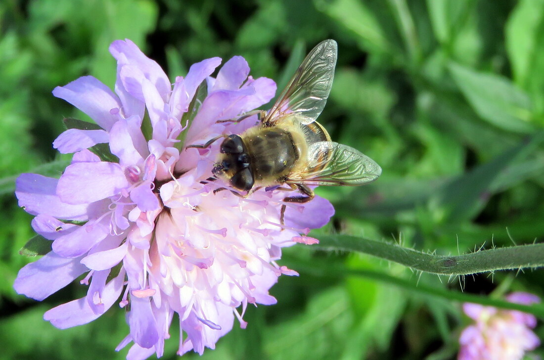 une abeile sur une fleur