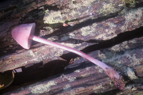 Mycène haematopus -  Mycène à lait rouge ou Mycène à pied route 