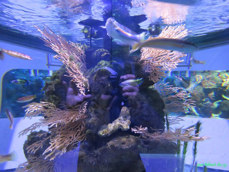 l'aquarium du Croisic (44) -2
