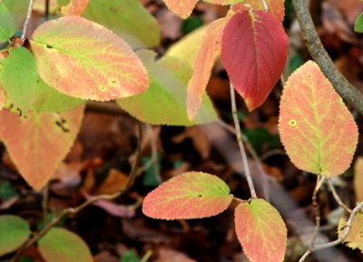 feuilles d'automne04
