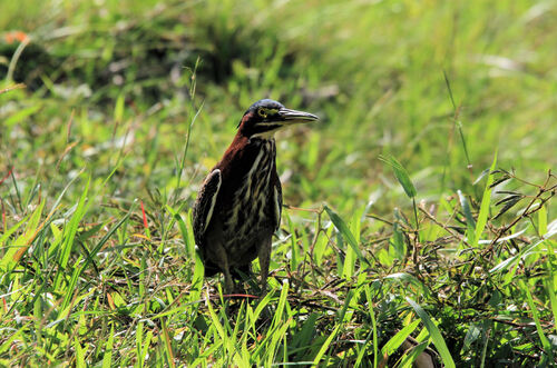 Héron Vert (Green Heron)