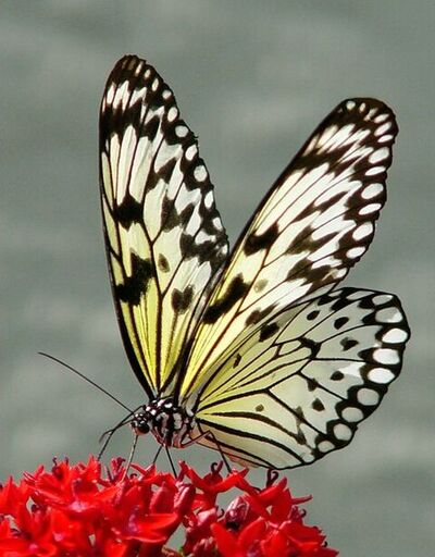 Beaux papillons
