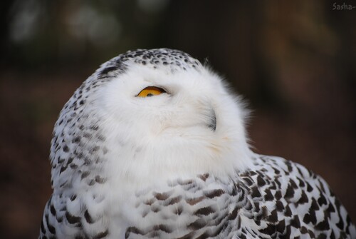 (6) La chouette Harfang des neiges.