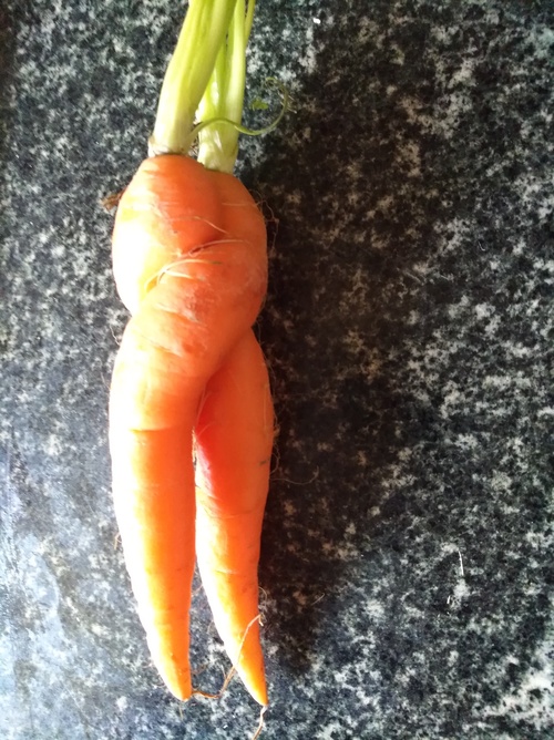 Notre amie la carotte