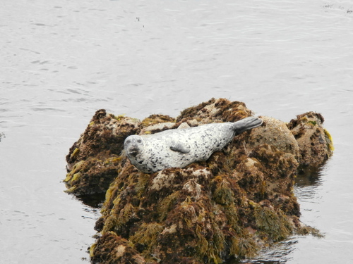 Côte pacifique