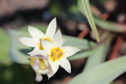 Le printemps en images