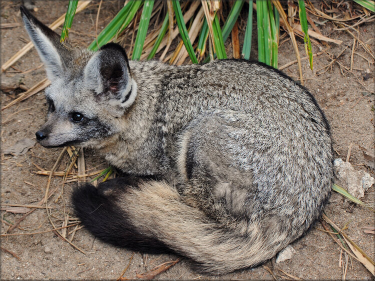 Photo d'Otocyons du Zoo de la Boissière du Doré