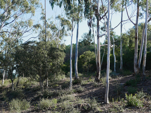 La plantation d'eucalyptus