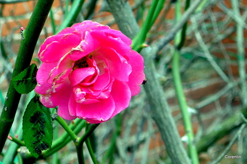 Toulouse : ciel gris et rose !