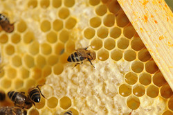 Nos abeilles