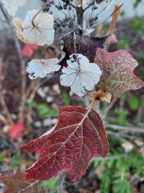 Dentelle de fleurs 