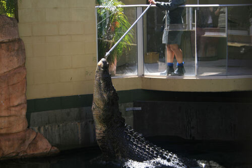 Crocosaurus Cove