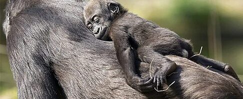 La puissance du lien maternel avec des clichés d’animaux et leurs petits