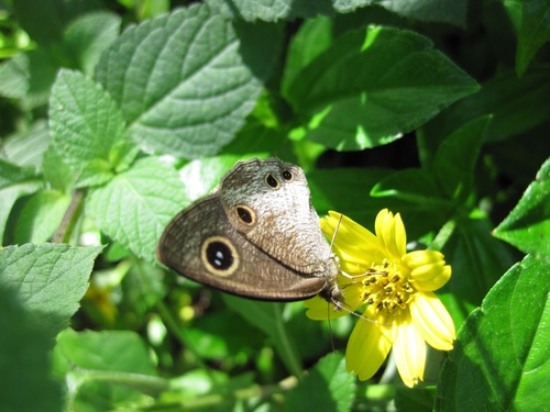 Papillons de Bali 6