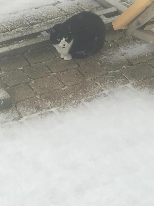 Le chat dans la neige