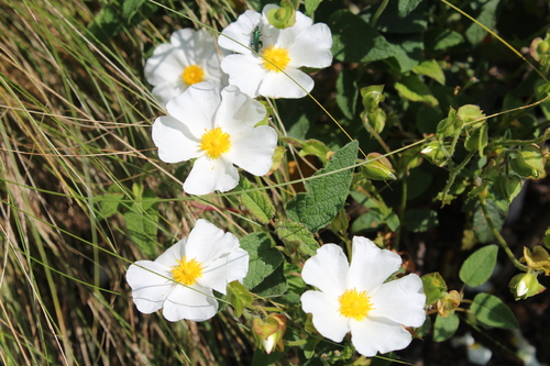 Quoi de neuf au jardin ?