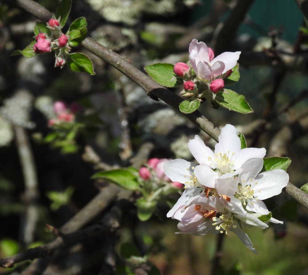 Des fleurs en mandalas dans mon jardin...