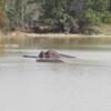 Bénin Parc de la Pendjari Hippopotames