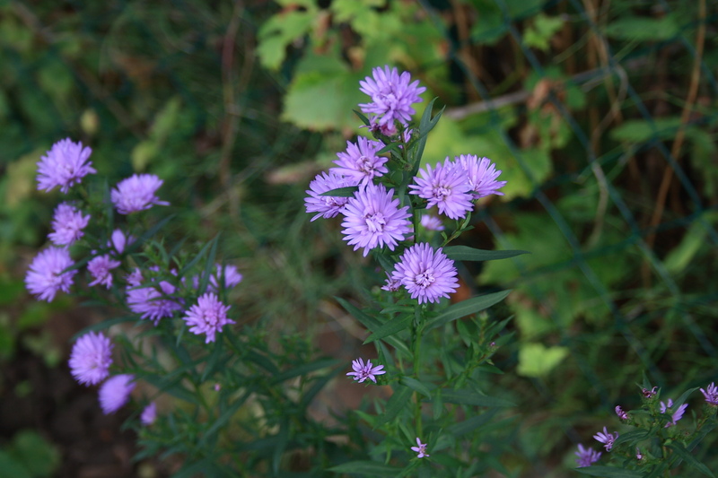 Quelques fleurs du jardin