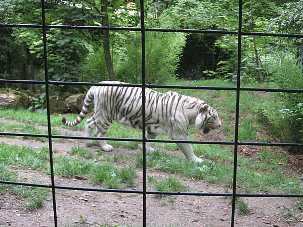 robe;Zoo de Beauval 27 juillet 2009 288