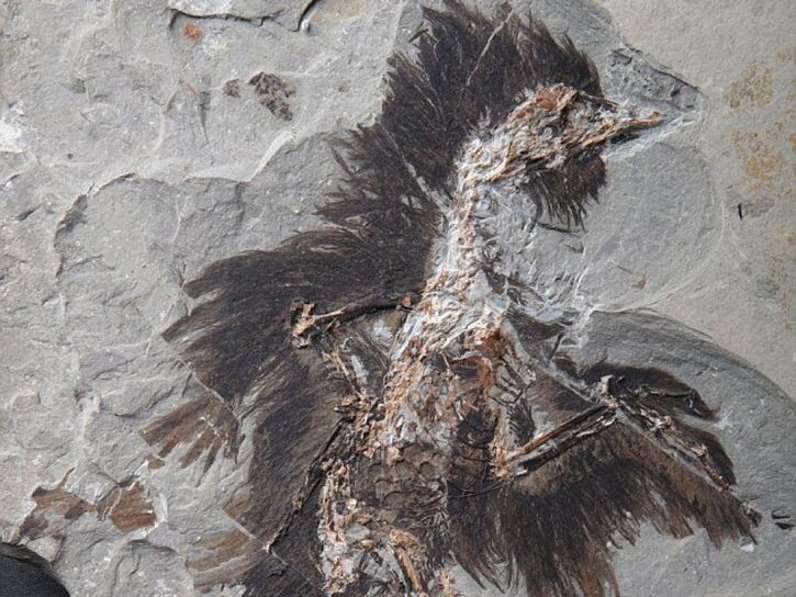 Paléontologie:  Découverte d'un fossile d'oiseau avec ses plumes et ses couleurs