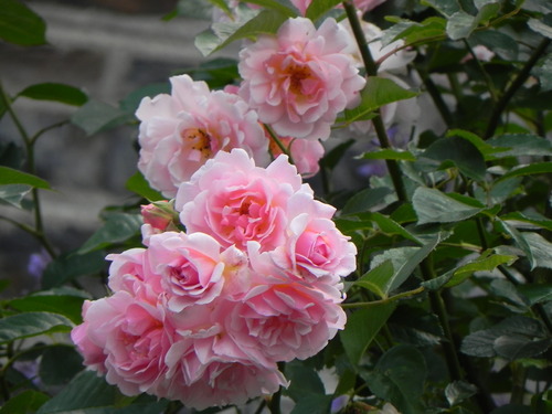 Le jardin de la rue du Lin 