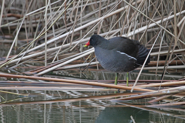 Les Poules d'eau du Parc de Bercy