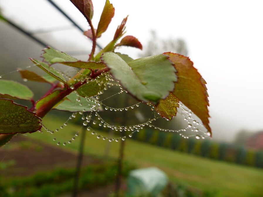 Les enfileuses de perles