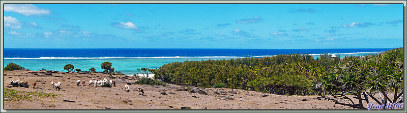Panorama sur les "pâturages": cailloux et cailloux ... - Cotton Bay - Ile Rodrigues - Maurice