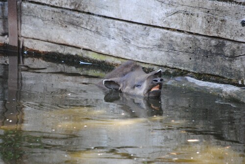 (7) Le tapir terrestre.