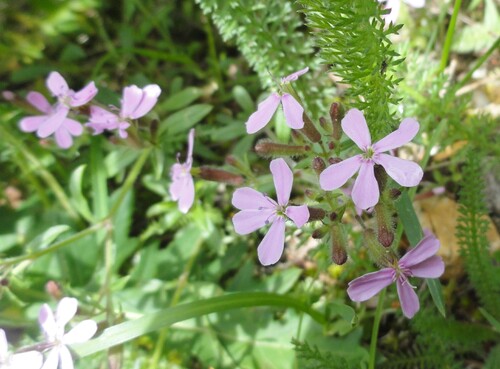 Fleurs mauves