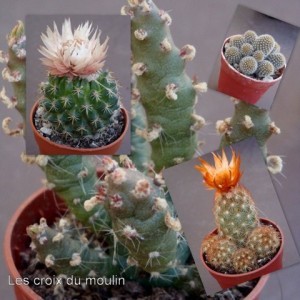 Cactus de Pascale