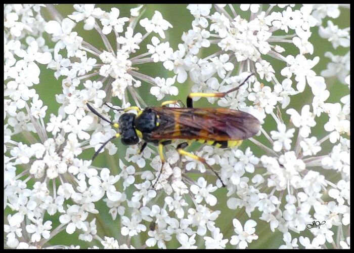 Tenthredo marginella/Tenthredo thompsoni.