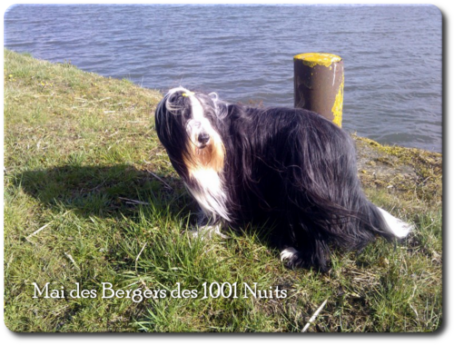 ♥ Anniversaire Mai  d' Athos & Cheyenne ♥