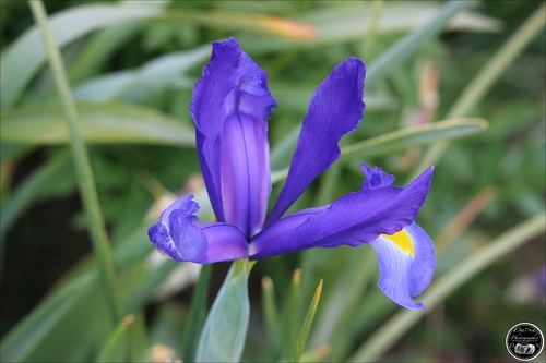 Iris hollandica Blue Magic “Fleurs De France”