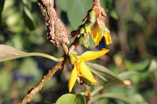 Fleur de printemps ?