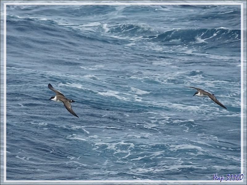 Observation d'oiseaux entre Tristan da Cunha et Le Cap : Puffins majeurs ou Grands puffins, Great shearwater (Ardenna gravis)