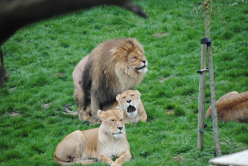 C'est la saison des amours chez les lions, Ramsès et sa lionne ;)