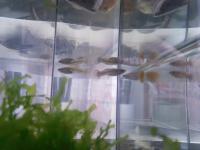 Elevage de guppys