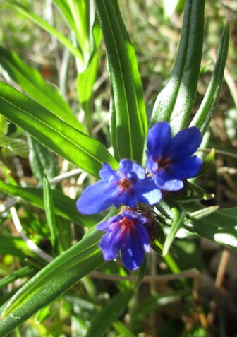 Fleurs mauves